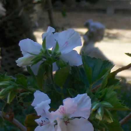 Giardino Dionysos Giungano