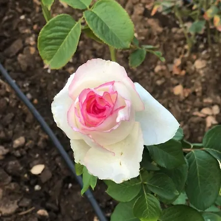 Giardino Dionysos Отель типа 